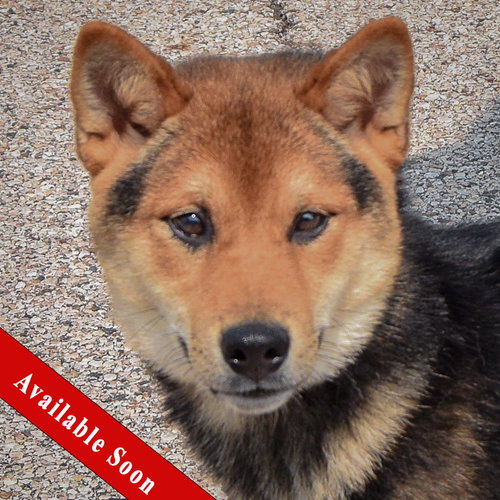 Mako, Shiba Inu