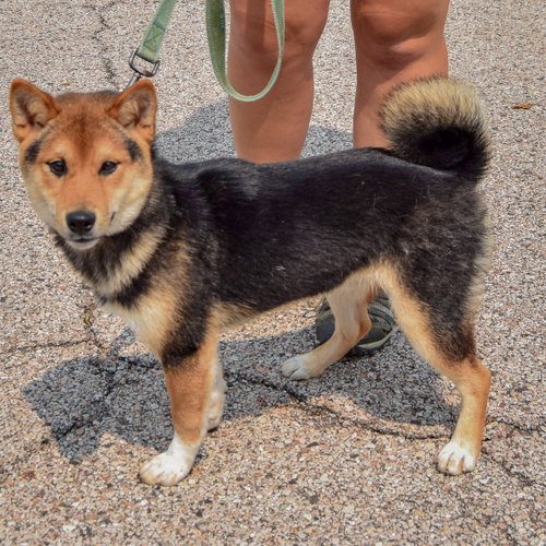 Mako, an adoptable Shiba Inu at Animal House Shelter — photo 2