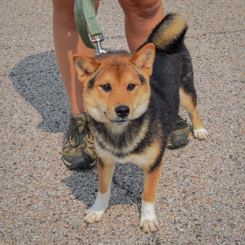 Mako, an adoptable Shiba Inu at Animal House Shelter — photo 3
