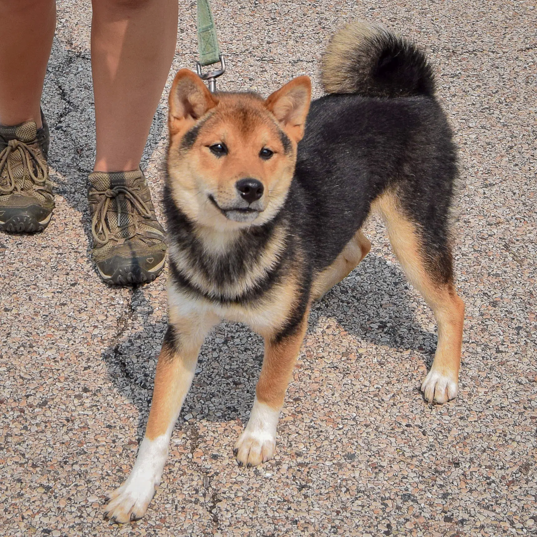 Mako image 4