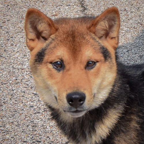 Mako, an adoptable Shiba Inu at Animal House Shelter — photo 5