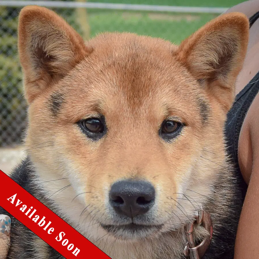 Marv - Shiba Inu
