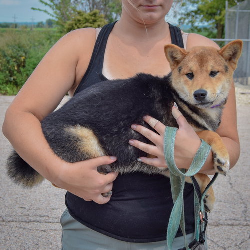 Marv, an adoptable Shiba Inu at Animal House Shelter — photo 2