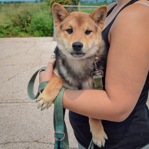 Marv, an adoptable Shiba Inu at Animal House Shelter — photo 3