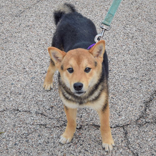 Marv, an adoptable Shiba Inu at Animal House Shelter — photo 4