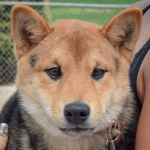 Marv, an adoptable Shiba Inu at Animal House Shelter — photo 5