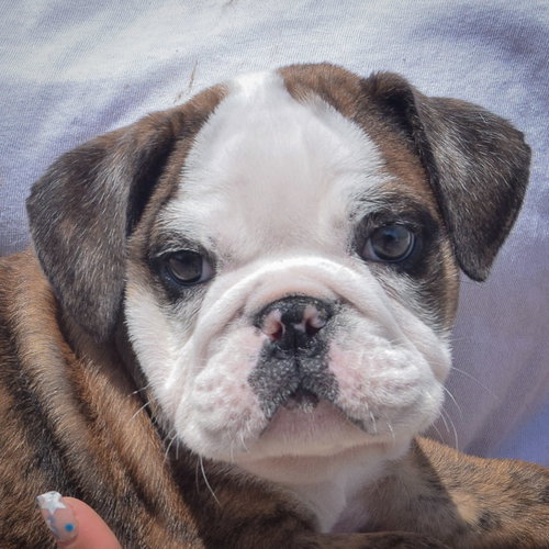 Enzo, English Bulldog