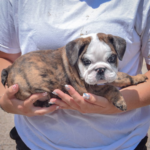 Enzo, an adoptable English Bulldog at Animal House Shelter — photo 2