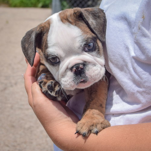Enzo, an adoptable English Bulldog at Animal House Shelter — photo 3