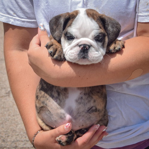 Enzo, an adoptable English Bulldog at Animal House Shelter — photo 4