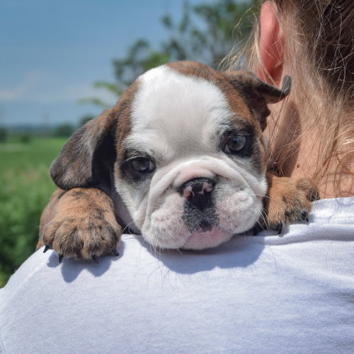 Enzo, an adoptable English Bulldog at Animal House Shelter — photo 5