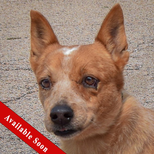 Petunia, Red Heeler / Australian Shepherd / Mixed