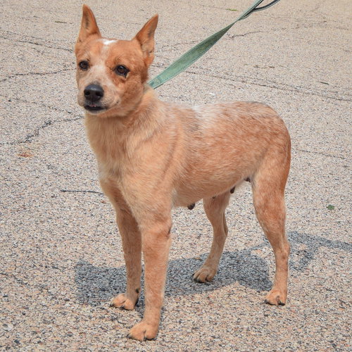 Petunia, an adoptable Red Heeler / Australian Shepherd / Mixed at Animal House Shelter — photo 2