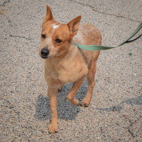 Petunia, an adoptable Red Heeler / Australian Shepherd / Mixed at Animal House Shelter — photo 3