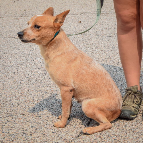 Petunia, an adoptable Red Heeler / Australian Shepherd / Mixed at Animal House Shelter — photo 4