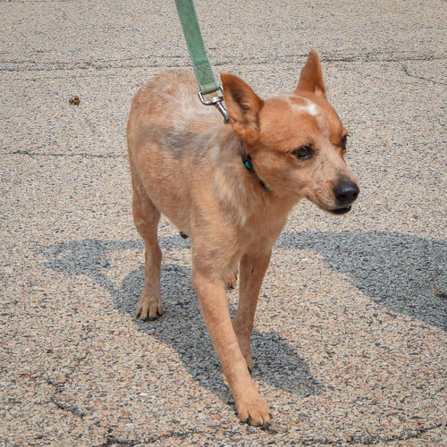 Petunia, an adoptable Red Heeler / Australian Shepherd / Mixed at Animal House Shelter — photo 5