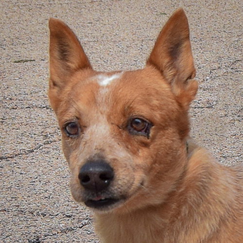 Petunia, an adoptable Red Heeler / Australian Shepherd / Mixed at Animal House Shelter — photo 6