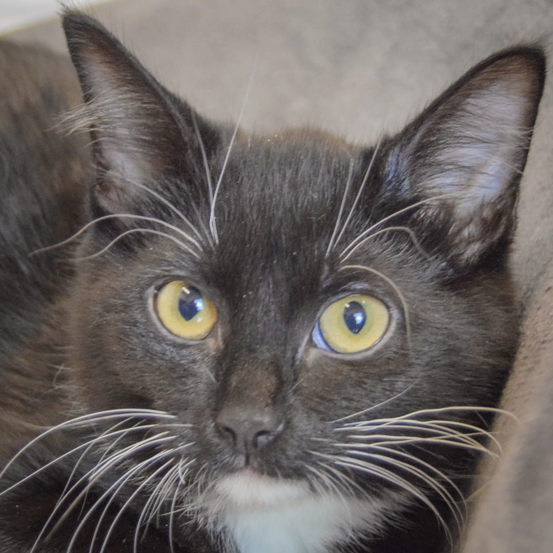 Brie - Tuxedo