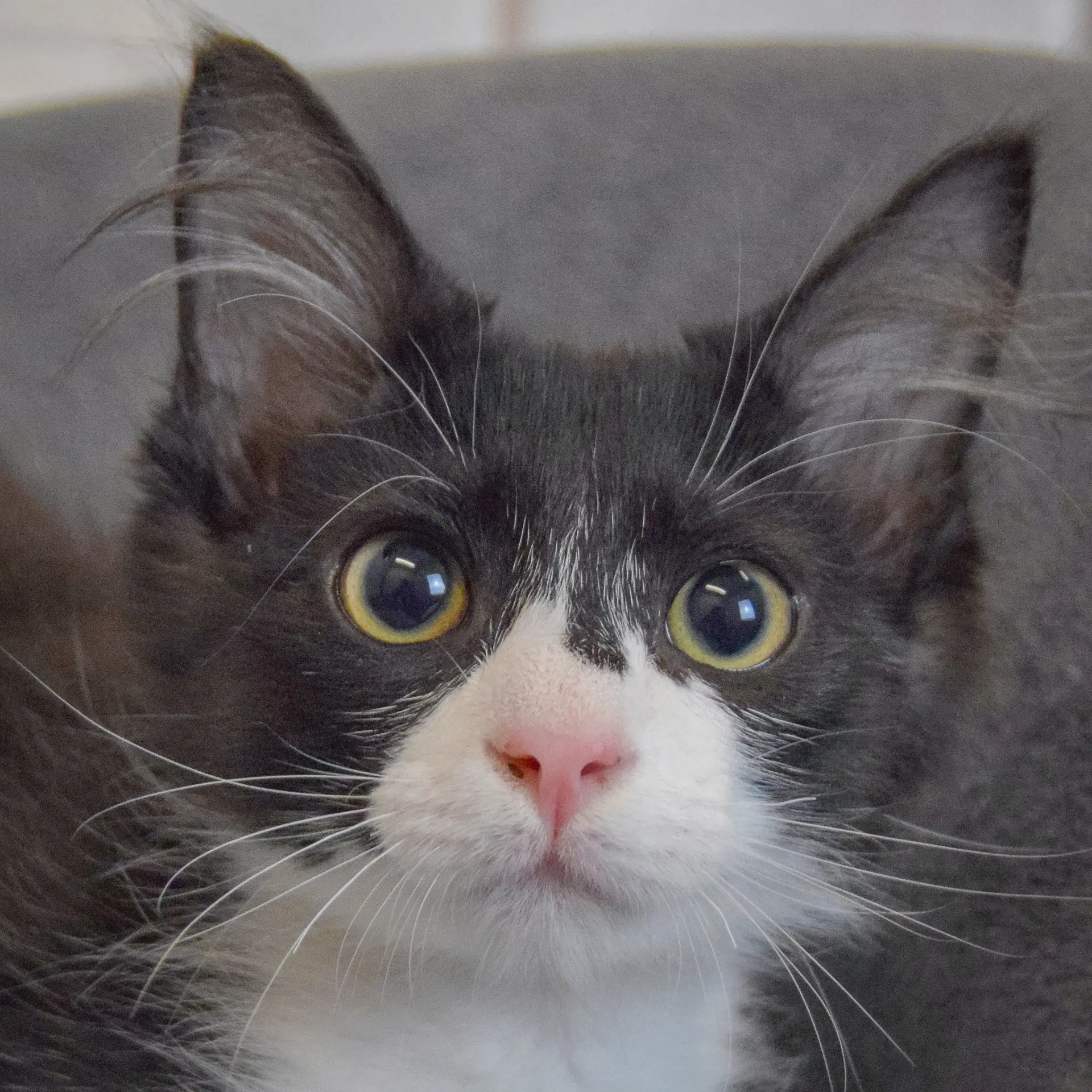 Colby - Tuxedo