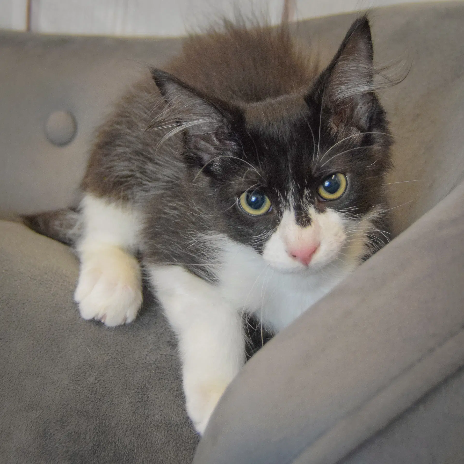 Colby image 3