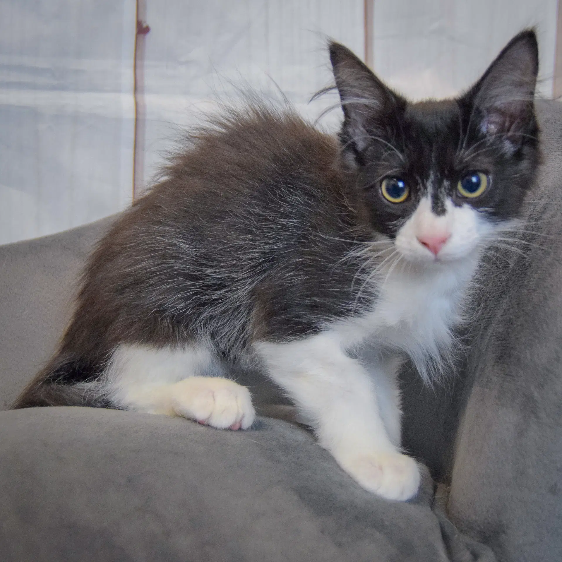 Colby image 4