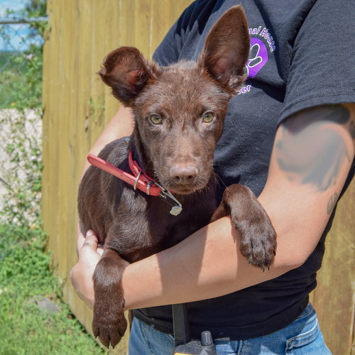 Pinto Bean, an adoptable Schnauzer / Poodle (unknown type) / Mixed at Animal House Shelter — photo 3