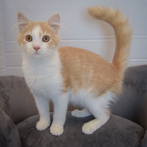 Photo 2 of Butterscotch