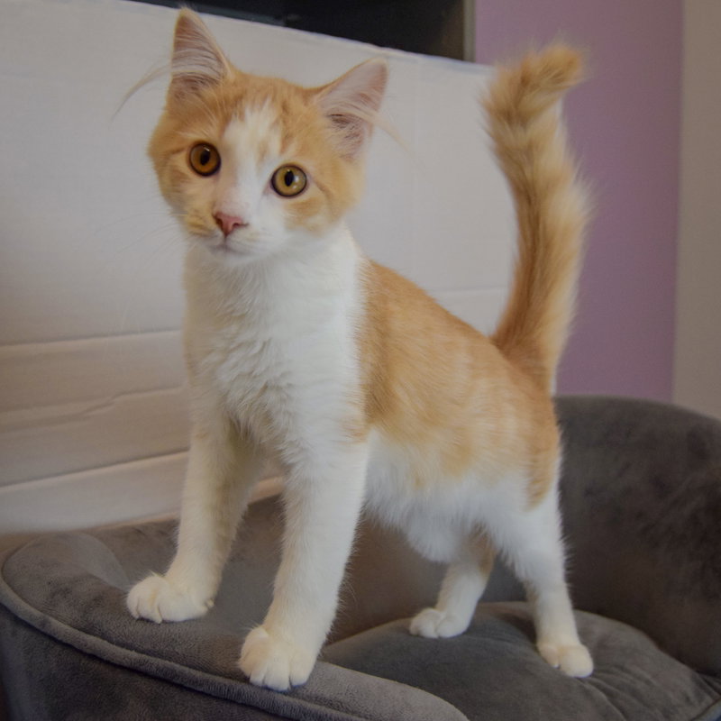 Butterscotch, photo 3