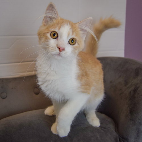 Photo 4 of Butterscotch
