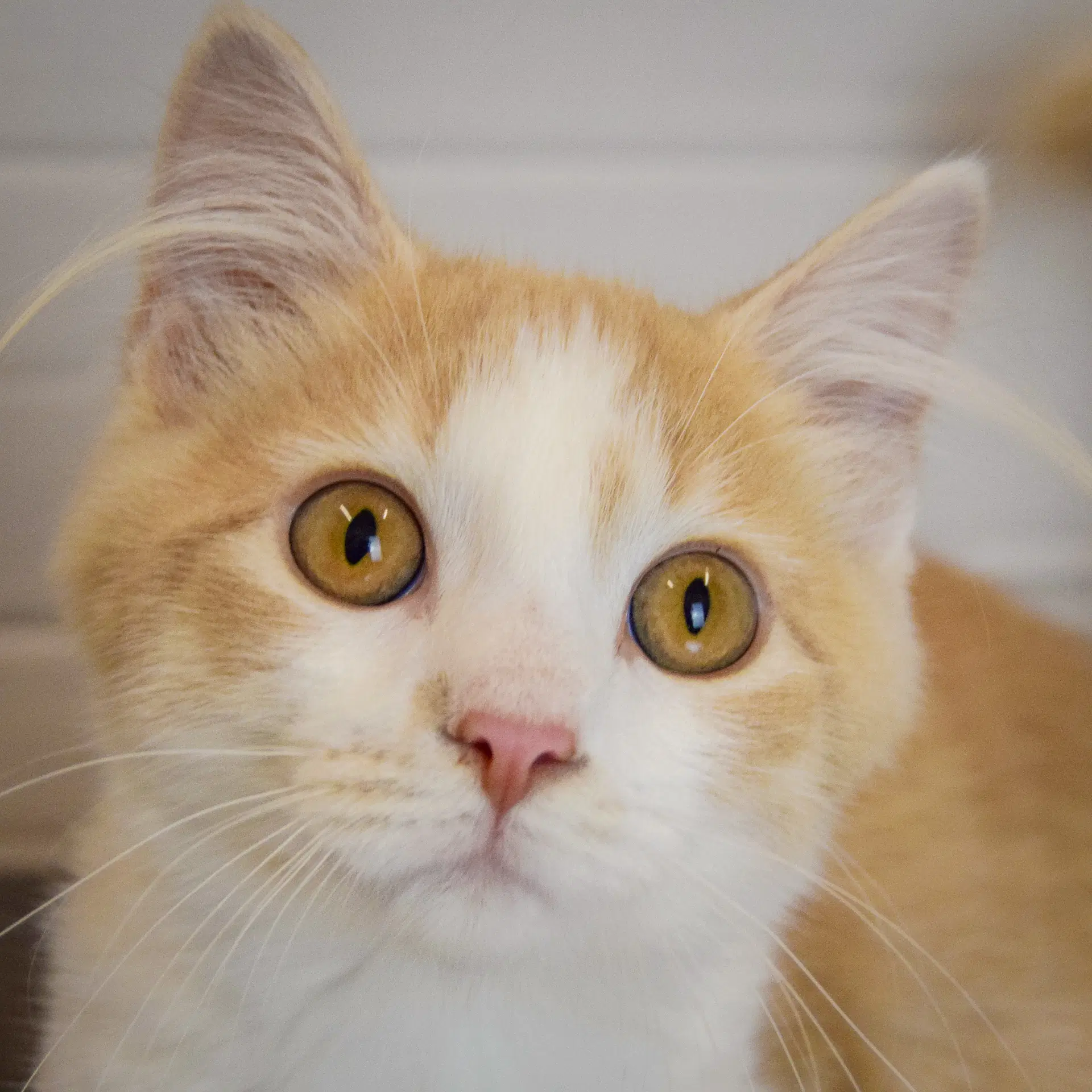 Butterscotch - Tabby