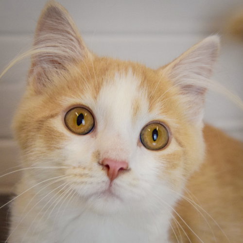 Butterscotch, a cat for adoption from Animal House Shelter, Inc.
