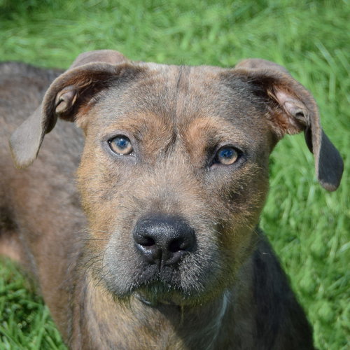 Kasper available through Animal House Shelter
