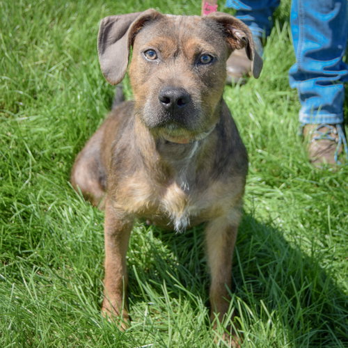 Kasper, an adoptable Wirehaired Fox Terrier / American Staffordshire Terrier / Mixed at Animal House Shelter — photo 5