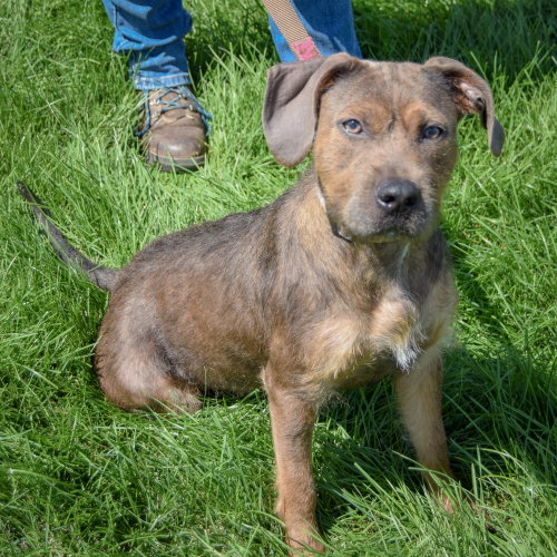 Kasper, an adoptable Wirehaired Fox Terrier / American Staffordshire Terrier / Mixed at Animal House Shelter — photo 6