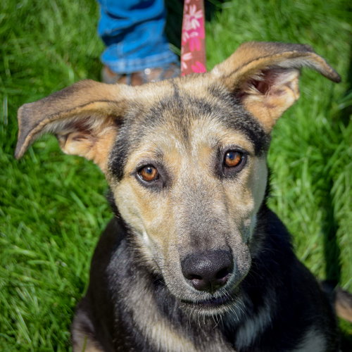 Kira available through Animal House Shelter