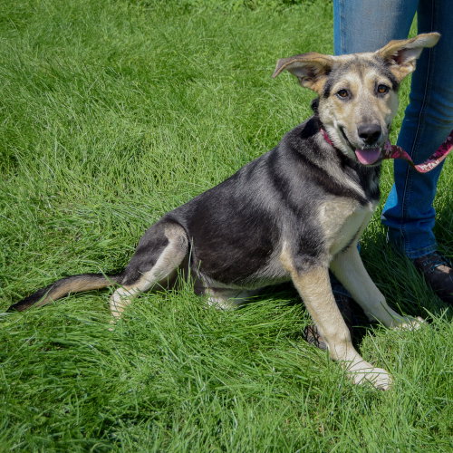 Kira, an adoptable German Shepherd Dog / Collie / Mixed at Animal House Shelter — photo 2