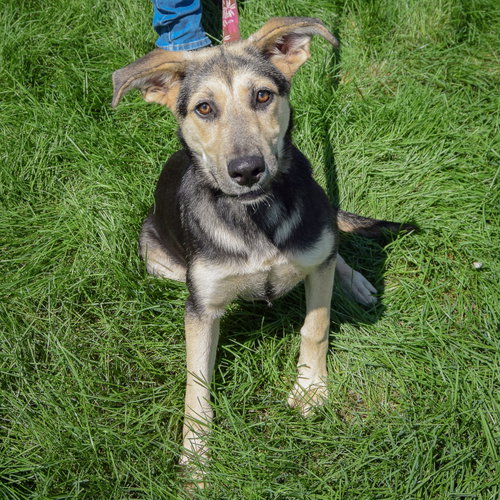 Kira, an adoptable German Shepherd Dog / Collie / Mixed at Animal House Shelter — photo 3