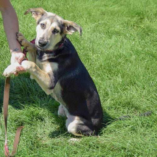 Kira, an adoptable German Shepherd Dog / Collie / Mixed at Animal House Shelter — photo 5