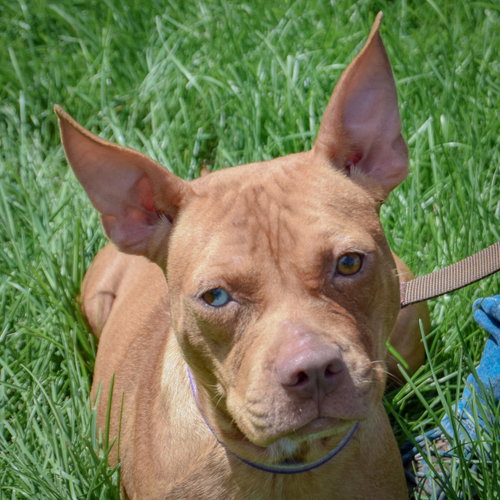 Liz Taylor, American Staffordshire Terrier / Boxer / Mixed