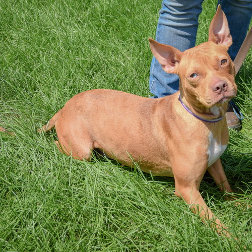 Liz Taylor, an adoptable American Staffordshire Terrier / Boxer / Mixed at Animal House Shelter — photo 2