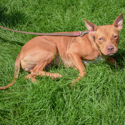 Liz Taylor, an adoptable American Staffordshire Terrier / Boxer / Mixed at Animal House Shelter — photo 3