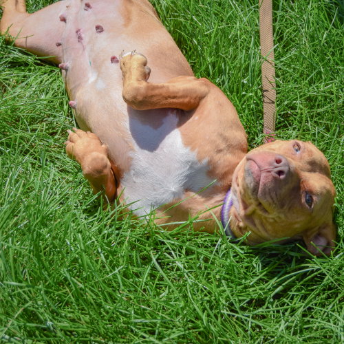 Liz Taylor, an adoptable American Staffordshire Terrier / Boxer / Mixed at Animal House Shelter — photo 4