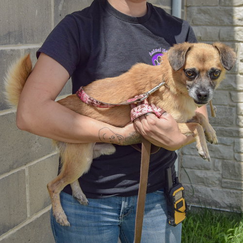 Marky, an adoptable Pug / Dachshund / Mixed at Animal House Shelter — photo 4