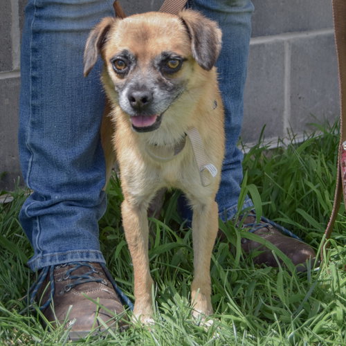 Marky, an adoptable Pug / Dachshund / Mixed at Animal House Shelter — photo 5