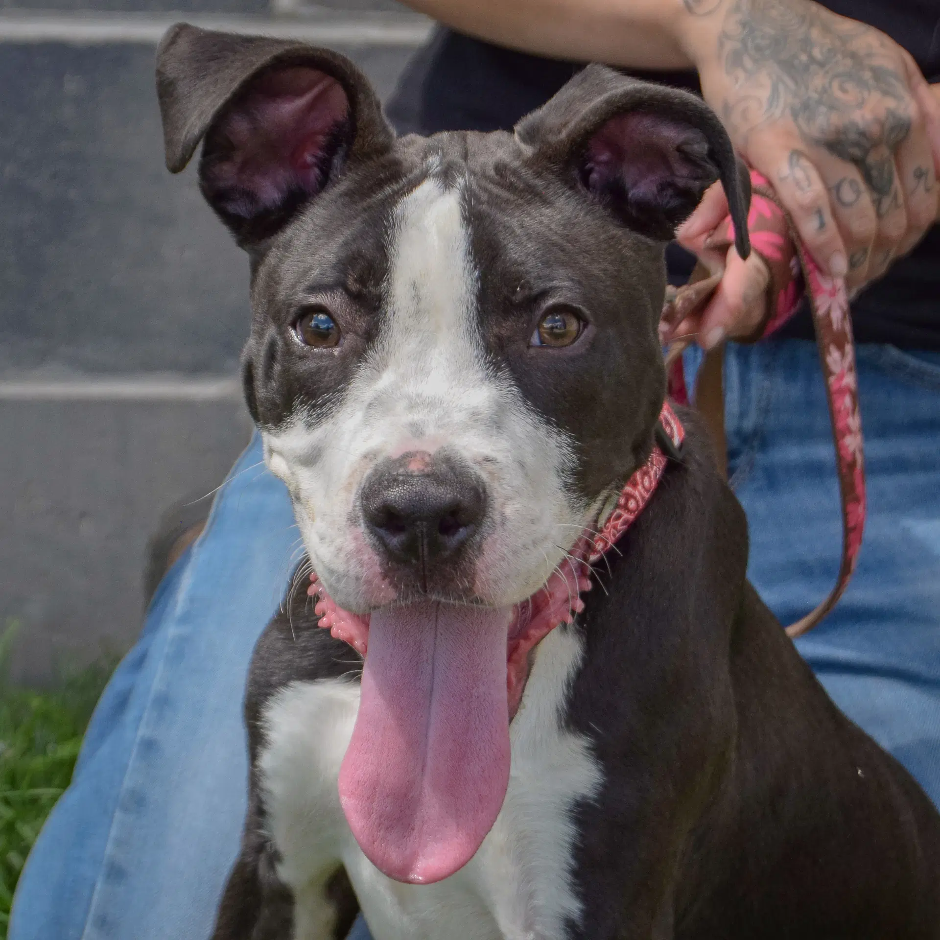 Phoenix - American Staffordshire Terrier