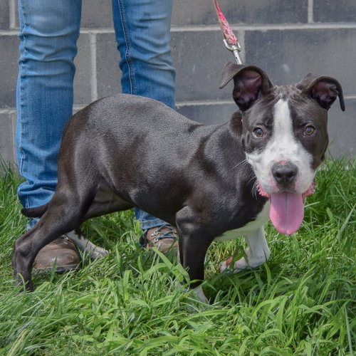 Phoenix, an adoptable American Staffordshire Terrier / Boxer at Animal House Shelter — photo 2