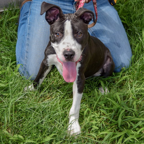 Phoenix, an adoptable American Staffordshire Terrier / Boxer at Animal House Shelter — photo 4