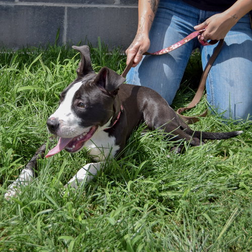 Phoenix, an adoptable American Staffordshire Terrier / Boxer at Animal House Shelter — photo 5