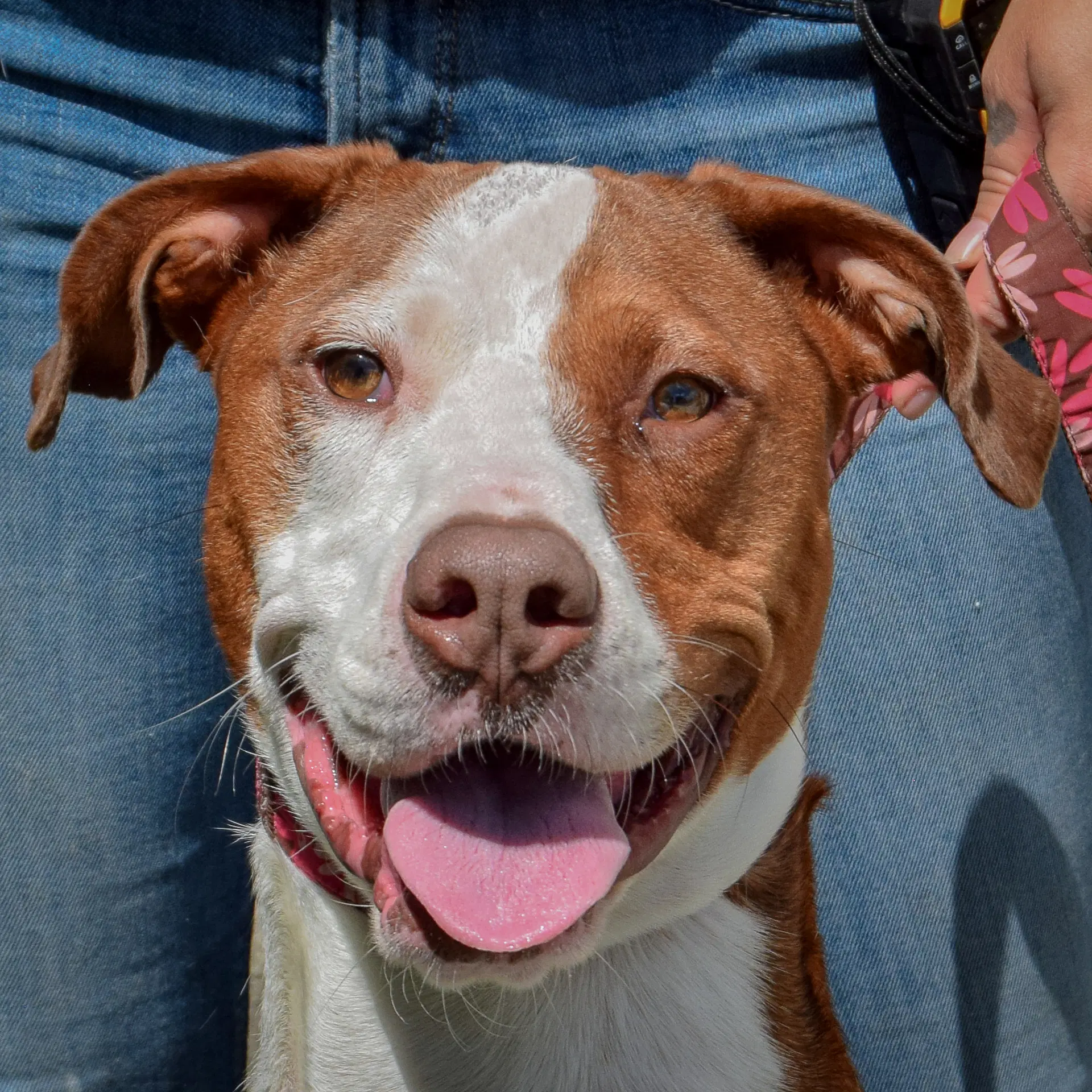 Ruby - American Staffordshire Terrier