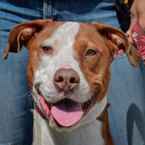 Ruby, American Staffordshire Terrier / Vizsla / Mixed